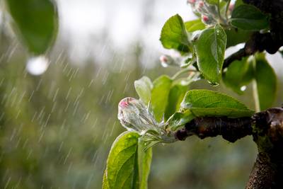 Vroege knop en vorst: telers op scherp