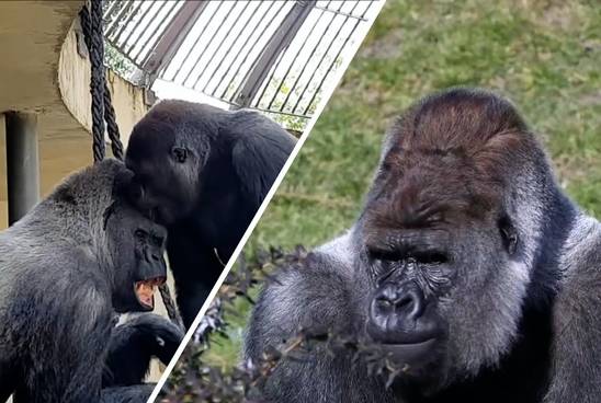 De beruchte gorilla Bokito is geen puber meer, maar een familieman