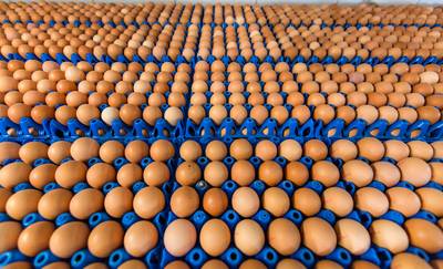 Morgen duidelijkheid over meer gifeieren