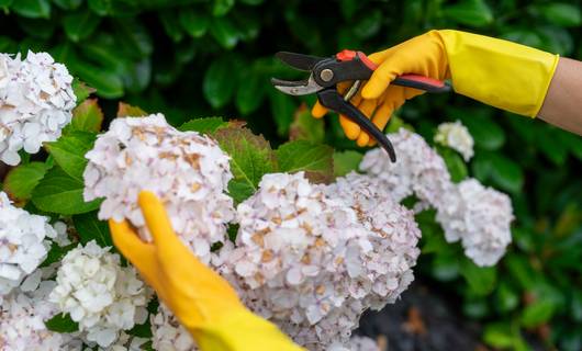 Waarom je juist nú je hortensia wilt snoeien