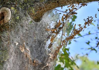 Bestrijding processierups in Hof van Twente kost dit jaar nog meer