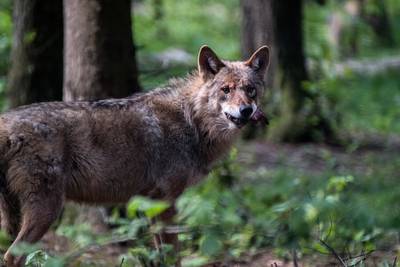 NoWolvesNL vreest voor hun 850.000 schapen: 'Wolf is hartstikke slim'