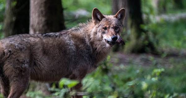 'Kosten experts hoger dan schade wolf'