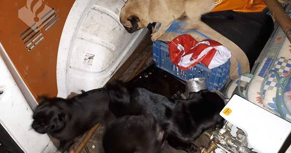 Vier mopshondjes achtergelaten op veldje in Ommel