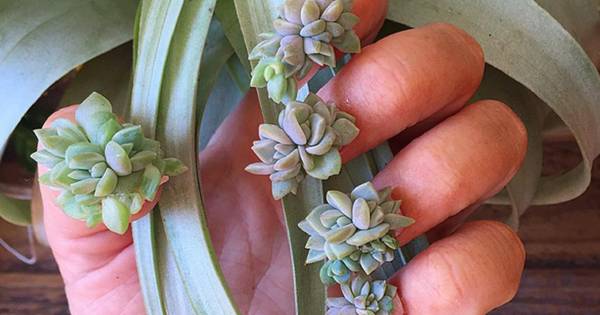 Faire Pousser Des Plantes Sur Ses Ongles La Nouvelle