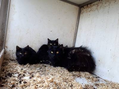 Tientallen verwaarloosde dieren gevonden, verdachte is bekende van dierenpolitie