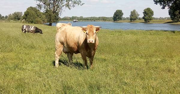 Koe valt vrouw aan in Lith: 'Die koe nam haar op de horens. Ze leek net een slappe pop' - Eindhovens