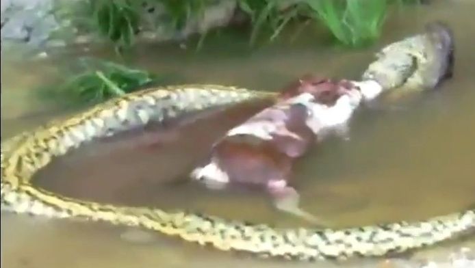 Gulzige Anaconda Spuugt Hele Koe Weer Uit Nieuws Ad Nl