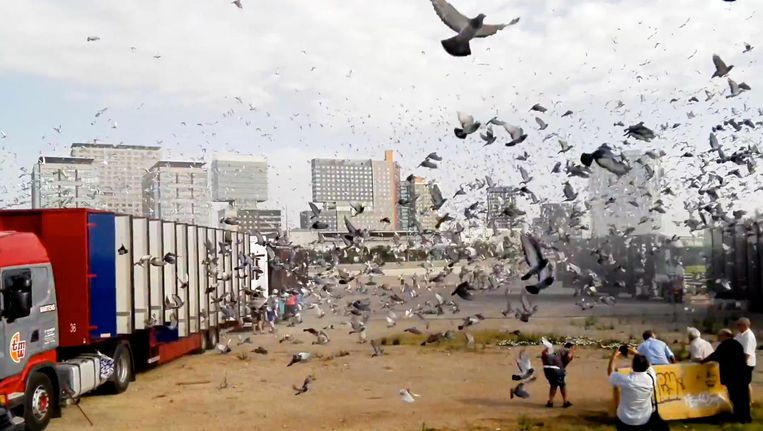 De 'Tour de France' van de duivensport was dit jaar een slagveld | De  Volkskrant