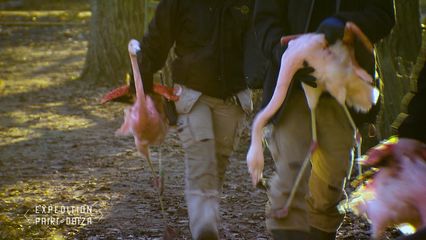 5. Il faut rentrer les flamands roses