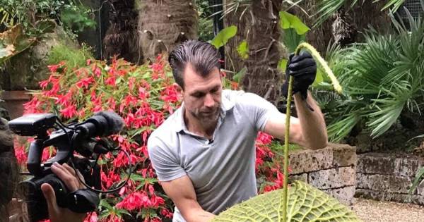 Reuzenlelie in IJzendoorn in bloei