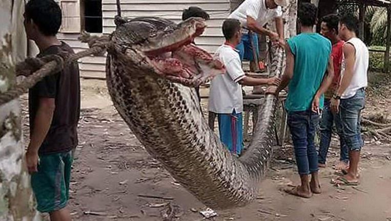 Het ontzagwekkende reptiel werd als een 'trofee aan de wasdraad' gehangen.