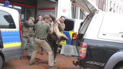 Agressieve zwijnen vallen mensen aan in Duits stadje