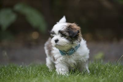 Wandelaar vindt onthoofd hondje zonder voorpoten in park
