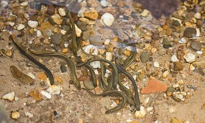 Honderden vissen dood door chloorwater in Osink-Bemersbeek