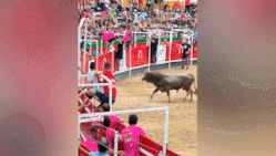 Stier springt in tribune en richt ravage aan, 19 mensen raken gewond