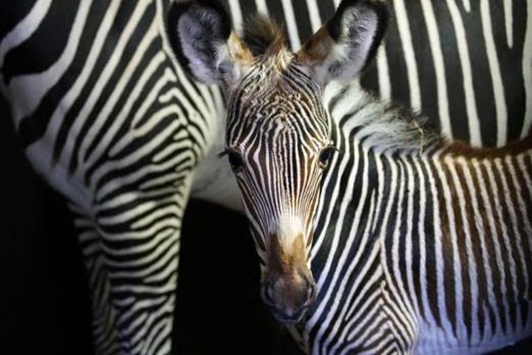 Grévy-zebra geboren in Artis