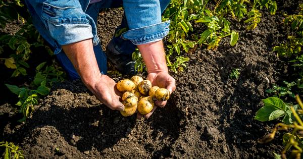 'Achter aardappelbedrijf Quik in Hedel is de stank niet te harden' - BD.nl