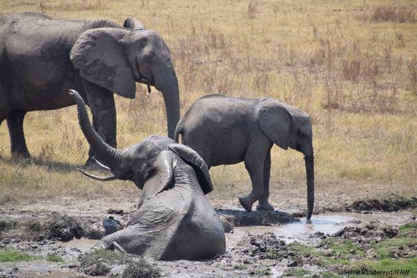 Le jardin extraordinaire