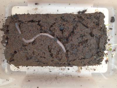 Regenwormen kunnen probleemloos seks hebben in vlijmscherp Marszand