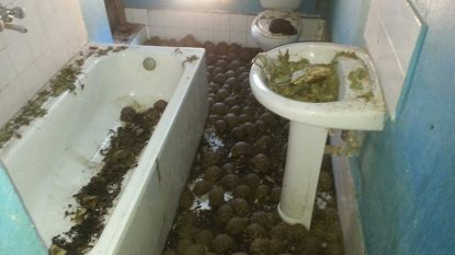 Zelfs in de badkamer: meer dan 10.000 bedreigde schildpadden ontdekt in huis in Madagaskar