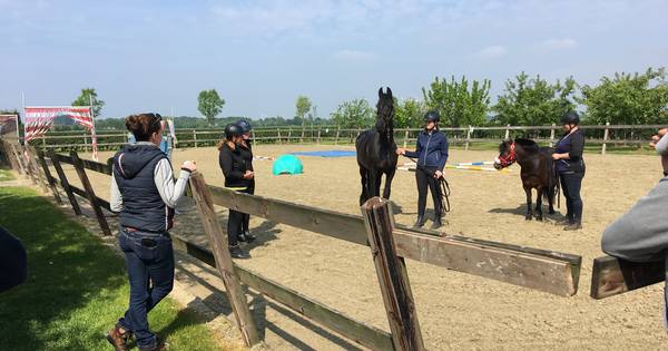 Zo leert pony Milly dat de trailer niet eng is