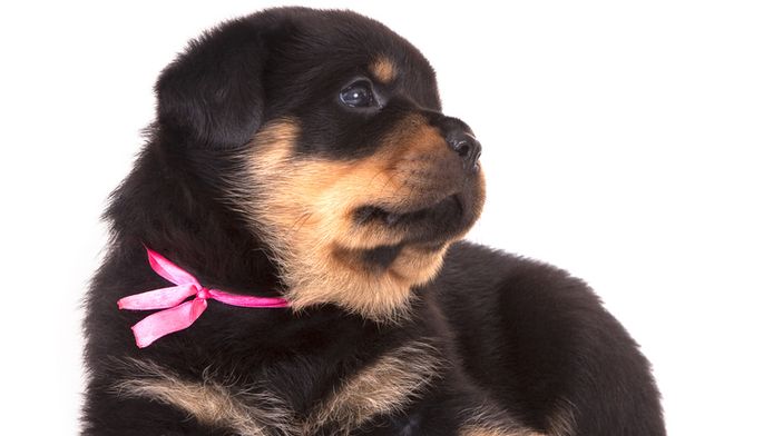Gekrenkte Hond Pleegt Zelfmoord Buitenland Ad Nl