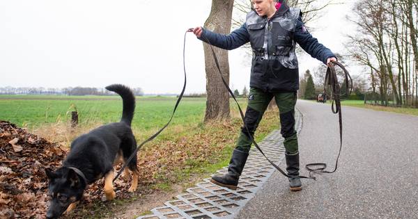 Speurhonden zoeken naar verdwenen hond Buddy in Den Ham - Tubantia