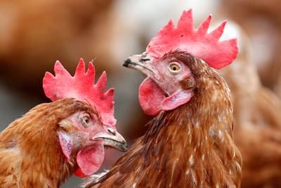 Voorzitter pluimveevakbond: Hoog tijd dat de 'eierstroom' weer op gang komt