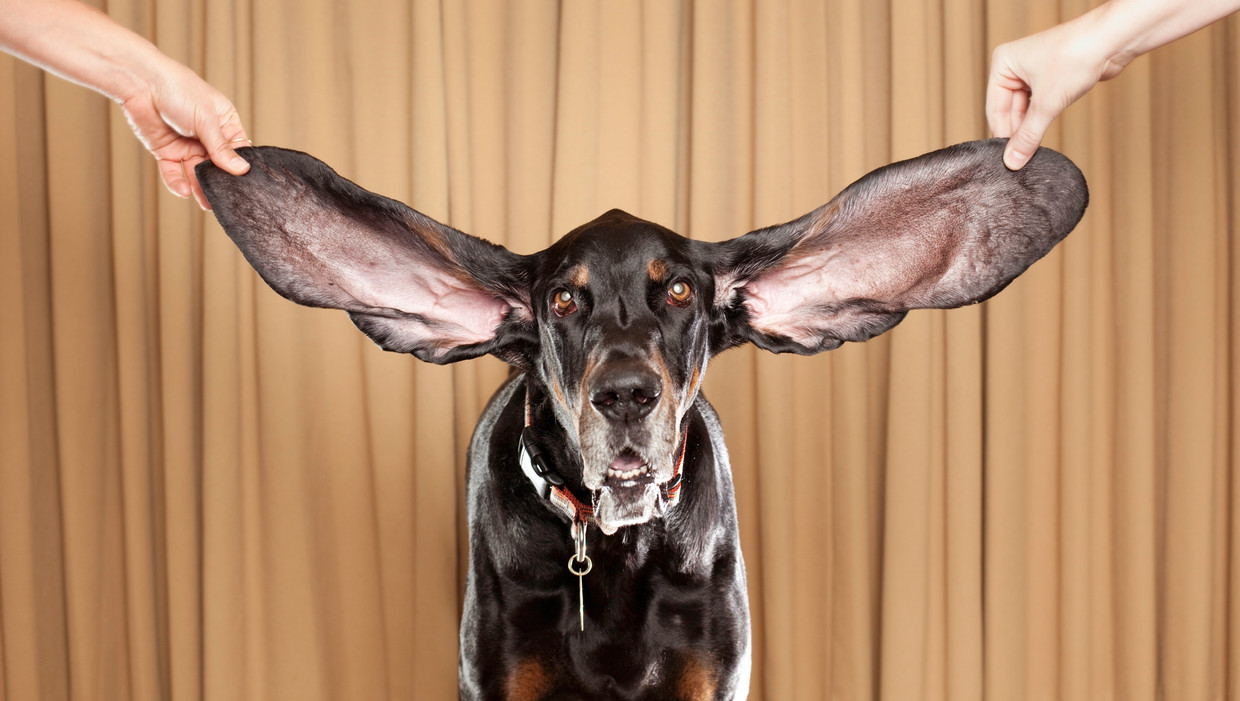 Dit Is Harbor De Hond Met De Langste Oren Ter Wereld Het Parool