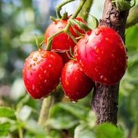 Handig: zo krijg je groente en fruit sneller rijp