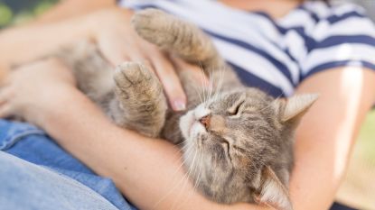 Gezocht: professionele kattenknuffelaar