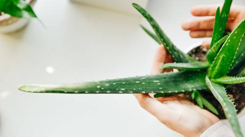‘Plant lady’ Sofie tipt de beste kamerplanten voor het najaar