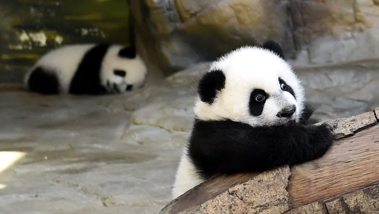 Vergeet Schattige Dieren Red Het Schubdier En De Slijmprik De Volkskrant