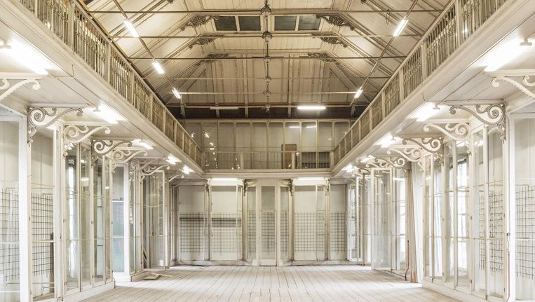 groote museum van artis straks niet meer best bewaarde geheim het parool