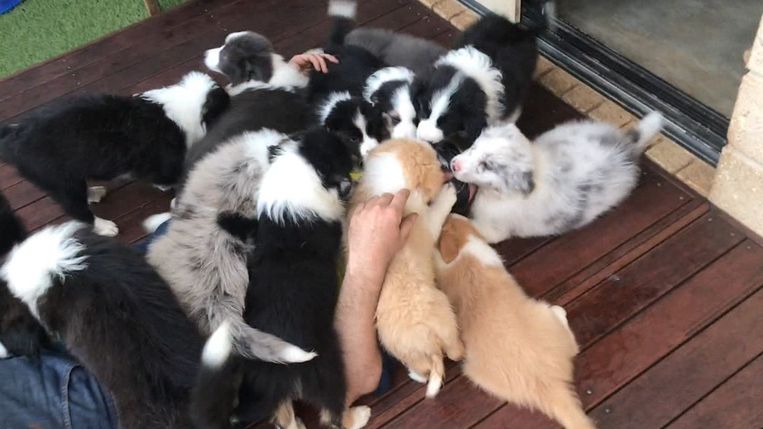 Waar is Matt? De Australiër krijgt veel liefde van de vijftien puppy's.