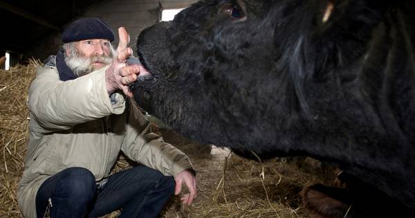 Dreumelse veeboer: 'Overheid vermoordt mijn koeien'