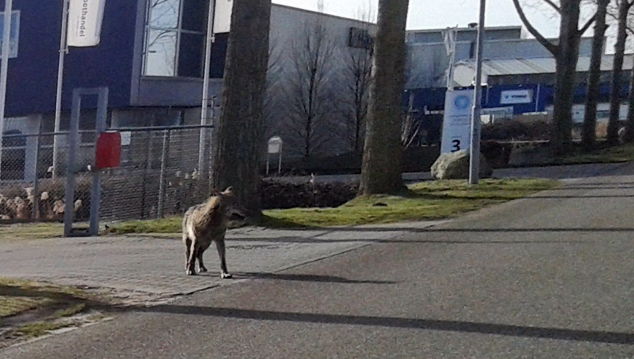 Duitsland Opent Jacht Op Nederlandse Wolf De Morgen
