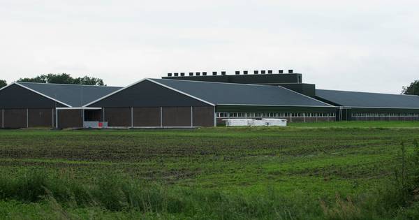 Provincie verwacht dat megastal Diessen gelegaliseerd kan worden - BD.nl