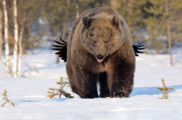 Comedy Wildlife Photography Awards.