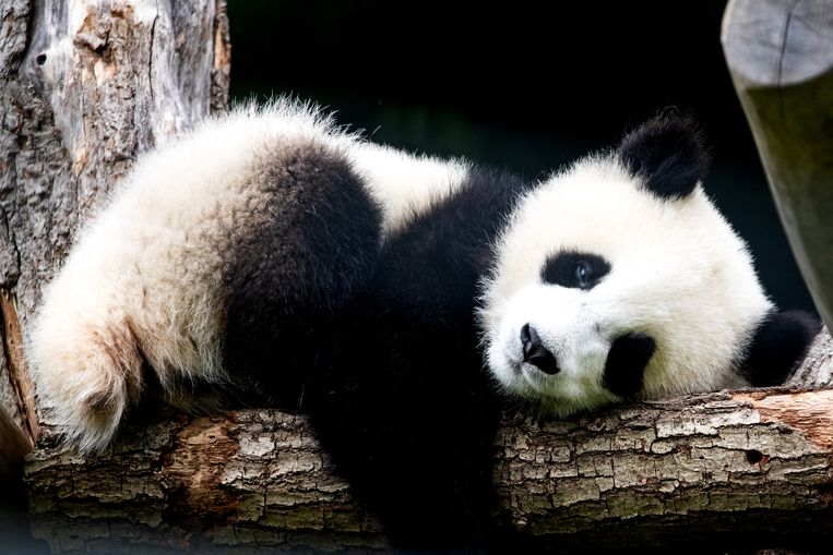 De panda is de troetelbeer van China's natuurherstel. Daar hebben andere zoogdieren niets aan | Trouw