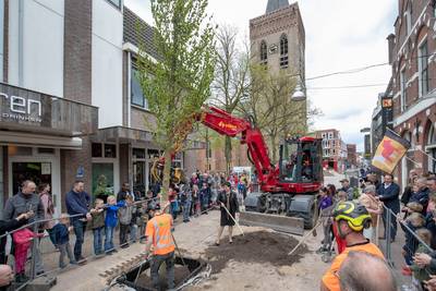 Eerste bomen in vernieuwde Grotestraat in Ede