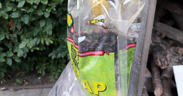 Vliegen teisteren inwoners Nieuwdorp al tien jaar lang: 'Ik loop weer de hele tijd te meppen' - AD.n