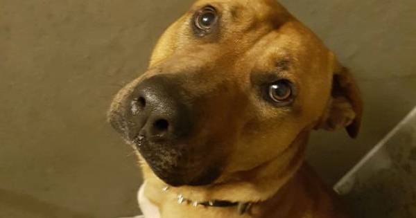 Nog geen spoor van baasje vastgeketende hond | Bommelerwaard - BD.nl