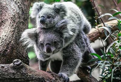 ‘Koala gaat de orang-oe­tan achterna’