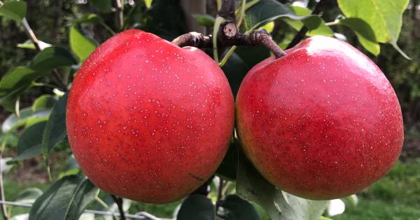Is het een peer? Is het een appel? Het is de Papple! - AD.nl