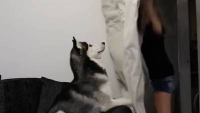 Waarom huisdieren zo grappig reageren bij verdwijntruc van hun baasje