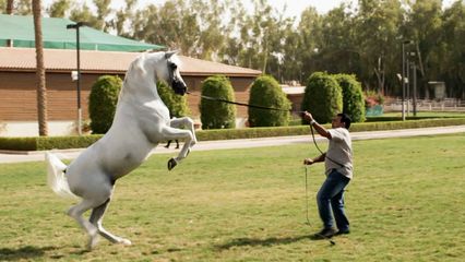 10. Elitepaarden