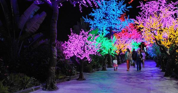 Sushi Sake En Verlichte Kersenbloesems Japan Light Festival Strijkt Neer In Rotterdam Rotterdam Ad Nl
