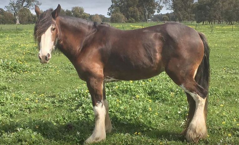 Een van de paarden van Lynn Brierley.